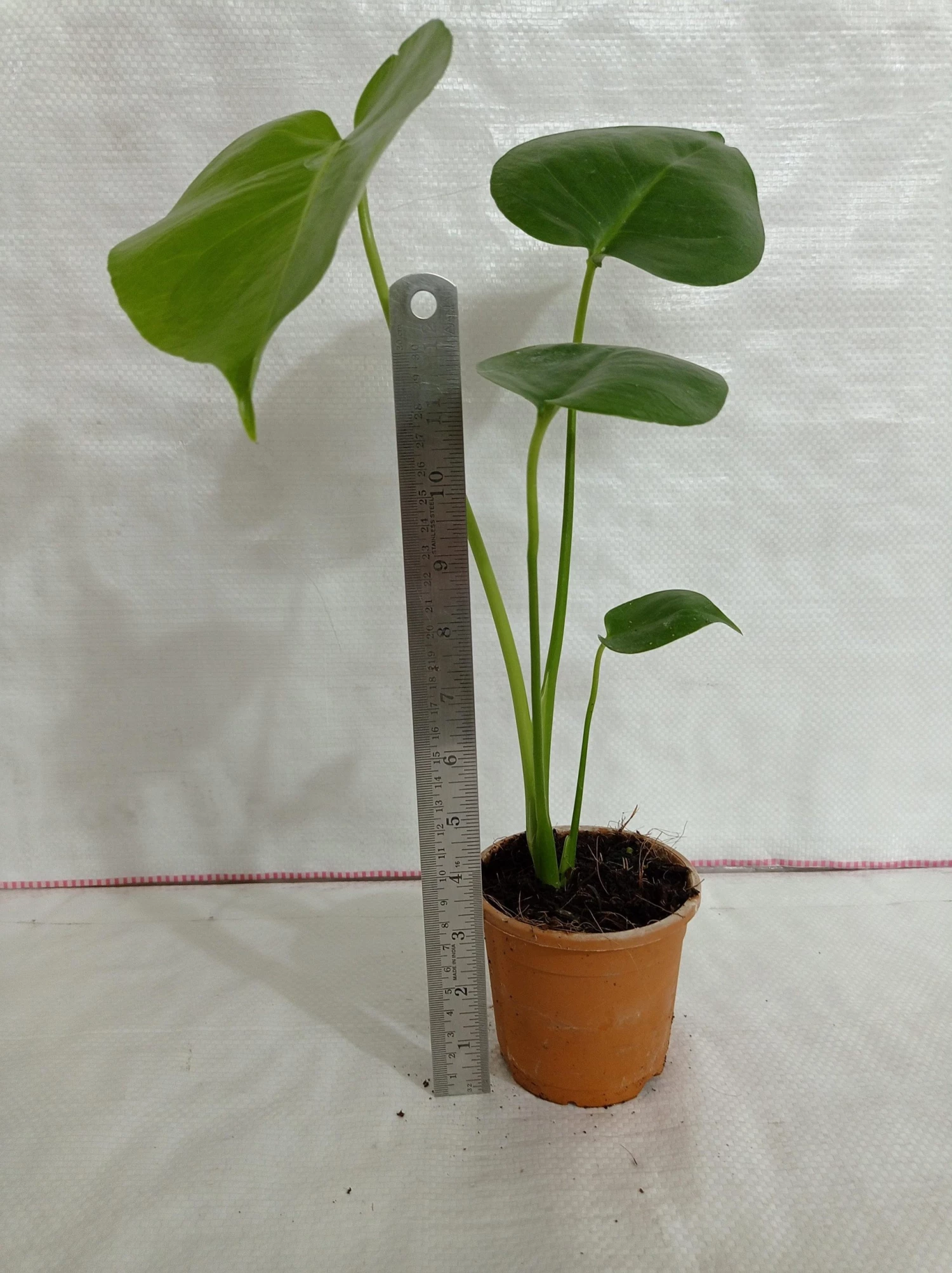 CGASPL Monstera Deliciosa Green Plant 4 CGASPL Monstera Deliciosa Green Plant