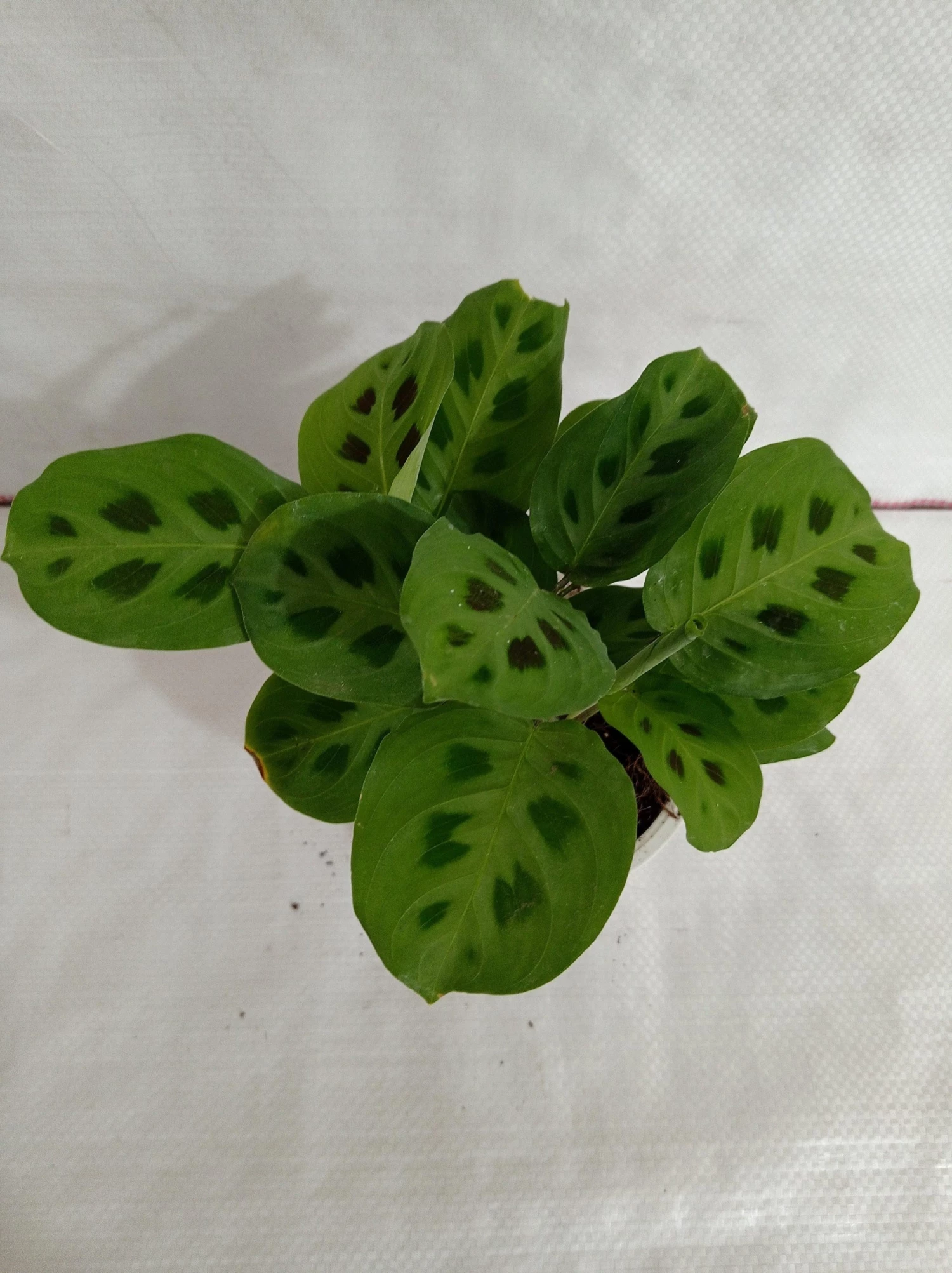 CGASPL Plants Calathea Leuconeura Plant 3 CGASPL Plants Calathea Leuconeura Plant