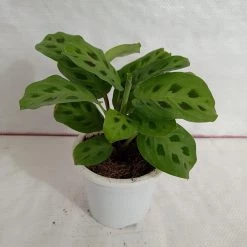 CGASPL Plants Calathea Leuconeura Plant