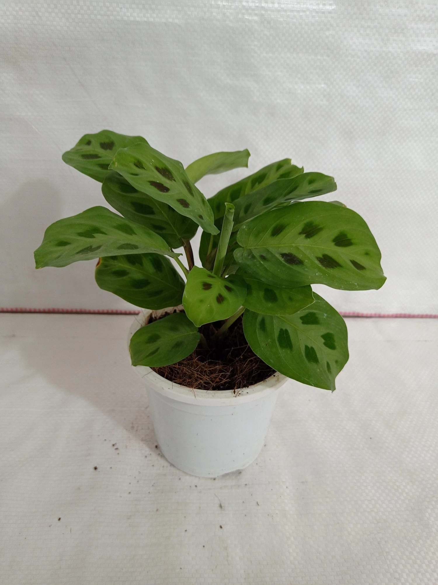 CGASPL Plants Calathea Leuconeura Plant 4 CGASPL Plants Calathea Leuconeura Plant