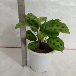 CGASPL Plants Calathea Leuconeura Plant 7 CGASPL Plants Calathea Leuconeura Plant