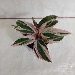 CGASPL Plants Stromanthe Triostar Plant