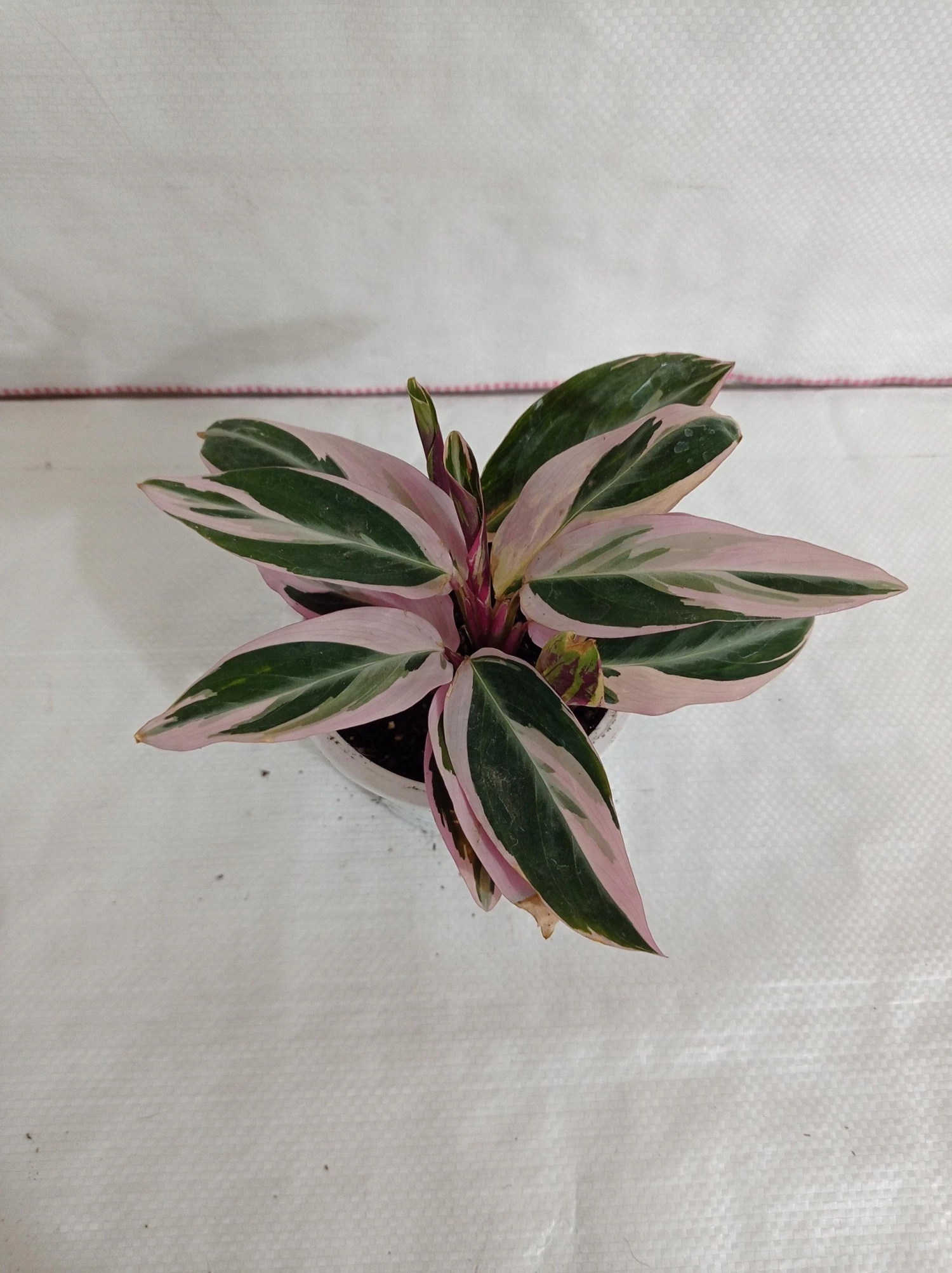 CGASPL Plants Stromanthe Triostar Plant 3 CGASPL Plants Stromanthe Triostar Plant