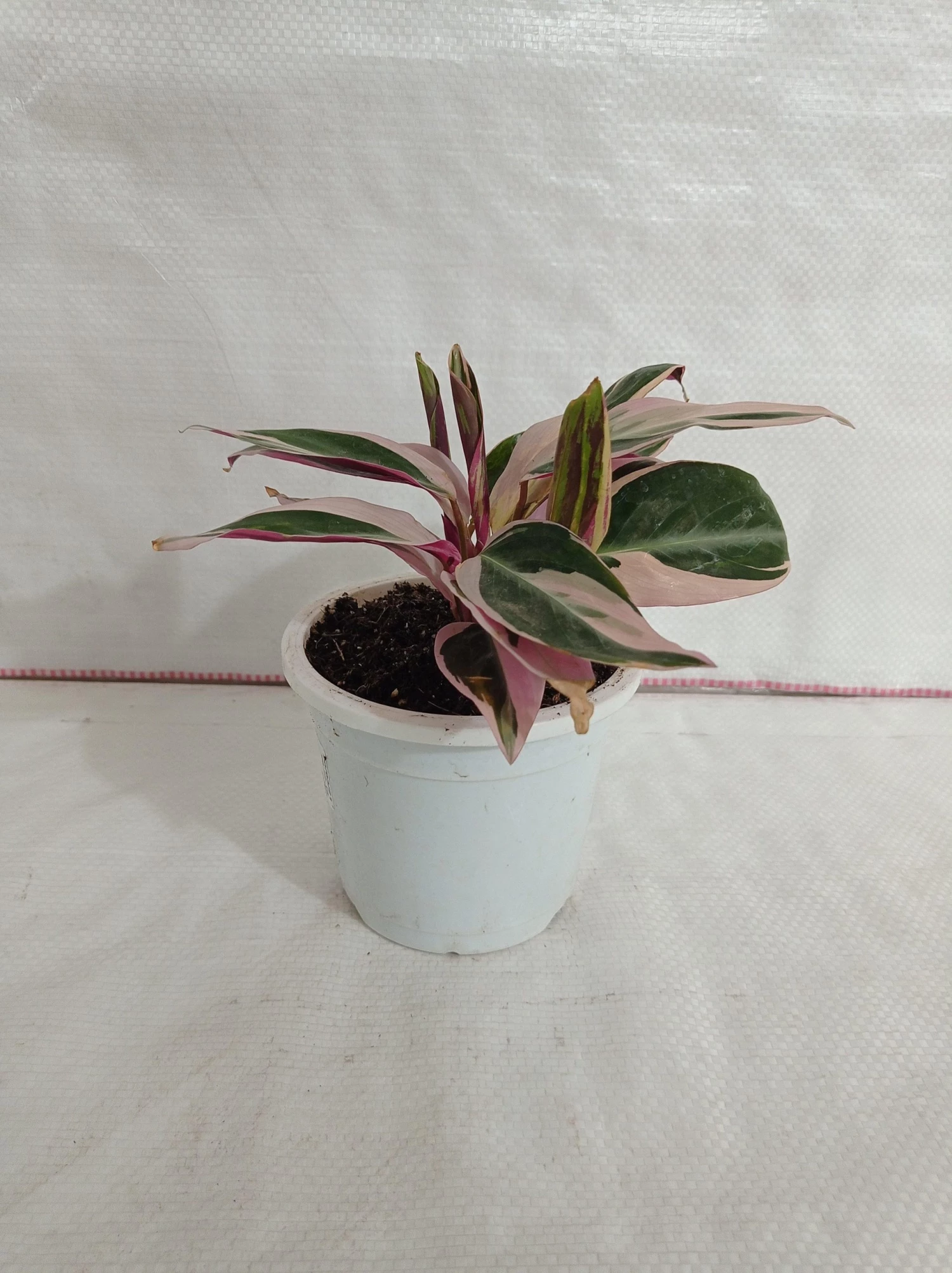 CGASPL Plants Stromanthe Triostar Plant 4 CGASPL Plants Stromanthe Triostar Plant