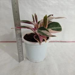 CGASPL Plants Stromanthe Triostar Plant 7 CGASPL Plants Stromanthe Triostar Plant