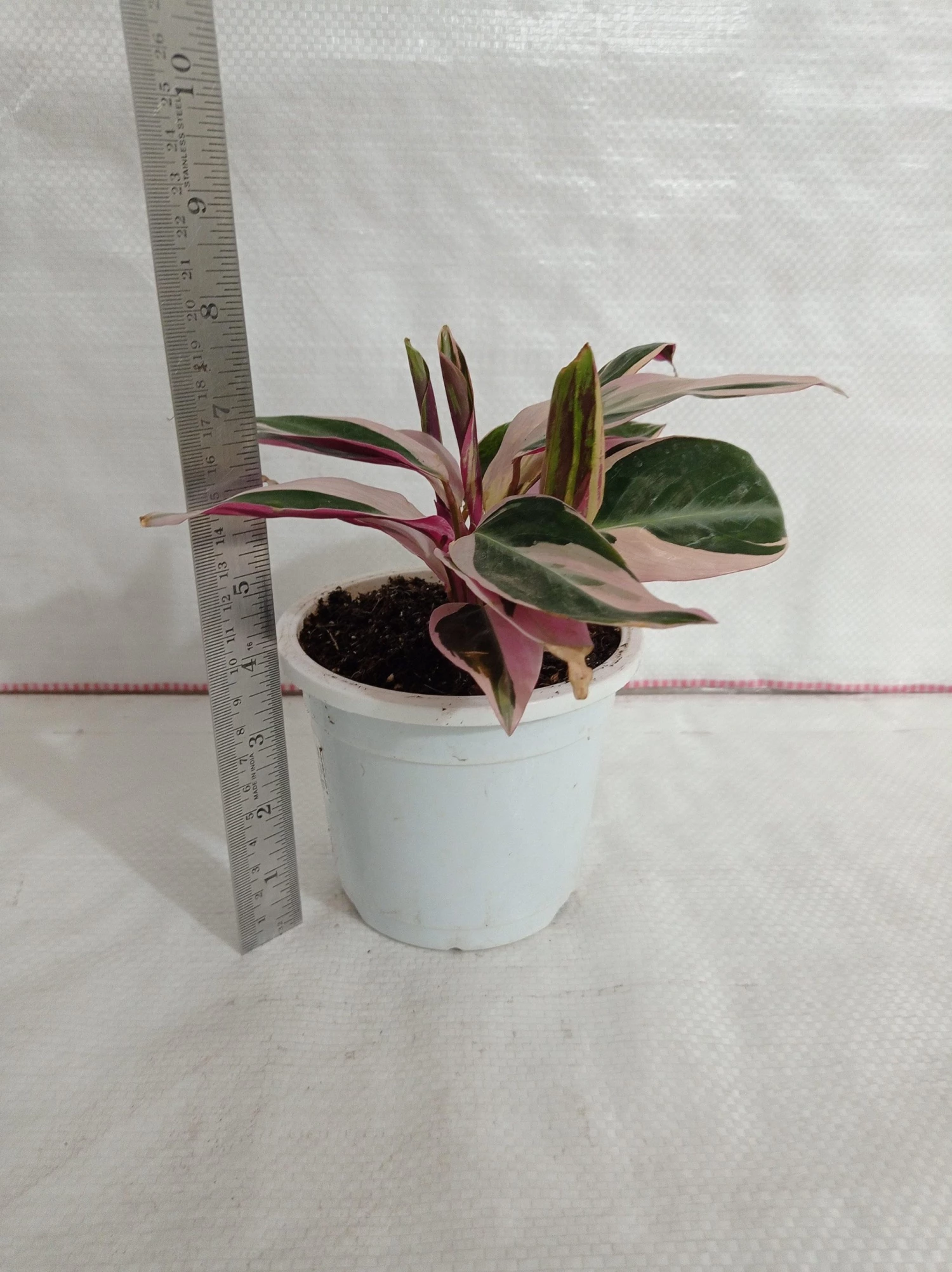 CGASPL Plants Stromanthe Triostar Plant 5 CGASPL Plants Stromanthe Triostar Plant