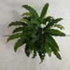 CGASPL Calathea Rufibarba Green Plant 2 CGASPL Calathea Rufibarba Green Plant