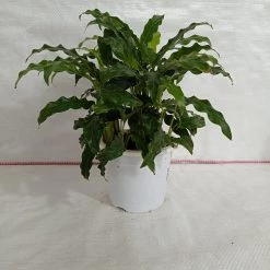 CGASPL Calathea Rufibarba Green Plant