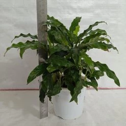 CGASPL Calathea Rufibarba Green Plant