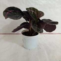 CGASPL Calathea Dottie Plant