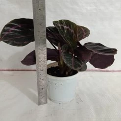 CGASPL Calathea Dottie Plant