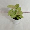 CGASPL Syngonium Green Lemon Color Plant