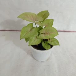 CGASPL Syngonium Green Lemon Color Plant