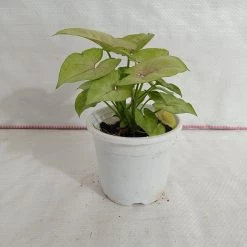 CGASPL Syngonium Green Lemon Color Plant
