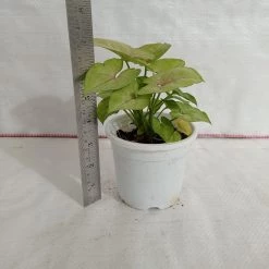 CGASPL Syngonium Green Lemon Color Plant