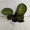 CGASPL Plants Calathea Roseopicta Illustris Plant