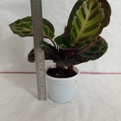 CGASPL Plants Calathea Roseopicta Illustris Plant
