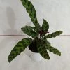 CGASPL Calathea Insignis Plant