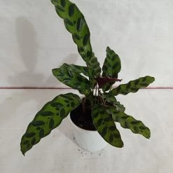 CGASPL Calathea Insignis Plant