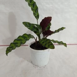 CGASPL Calathea Insignis Plant