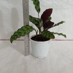 CGASPL Calathea Insignis Plant