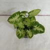 CGASPL Syngonium Green White Color Plant Plants