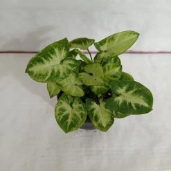 CGASPL Syngonium Green White Color Plant Plants