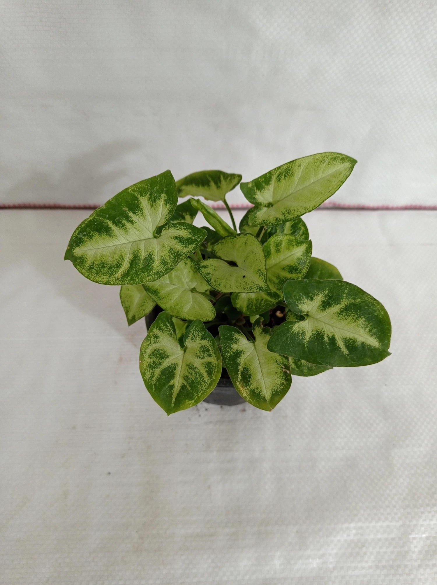 CGASPL Syngonium Green White Color Plant Plants 3 CGASPL Syngonium Green White Color Plant Plants