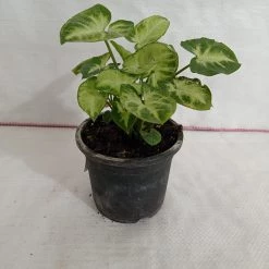 CGASPL Syngonium Green White Color Plant Plants