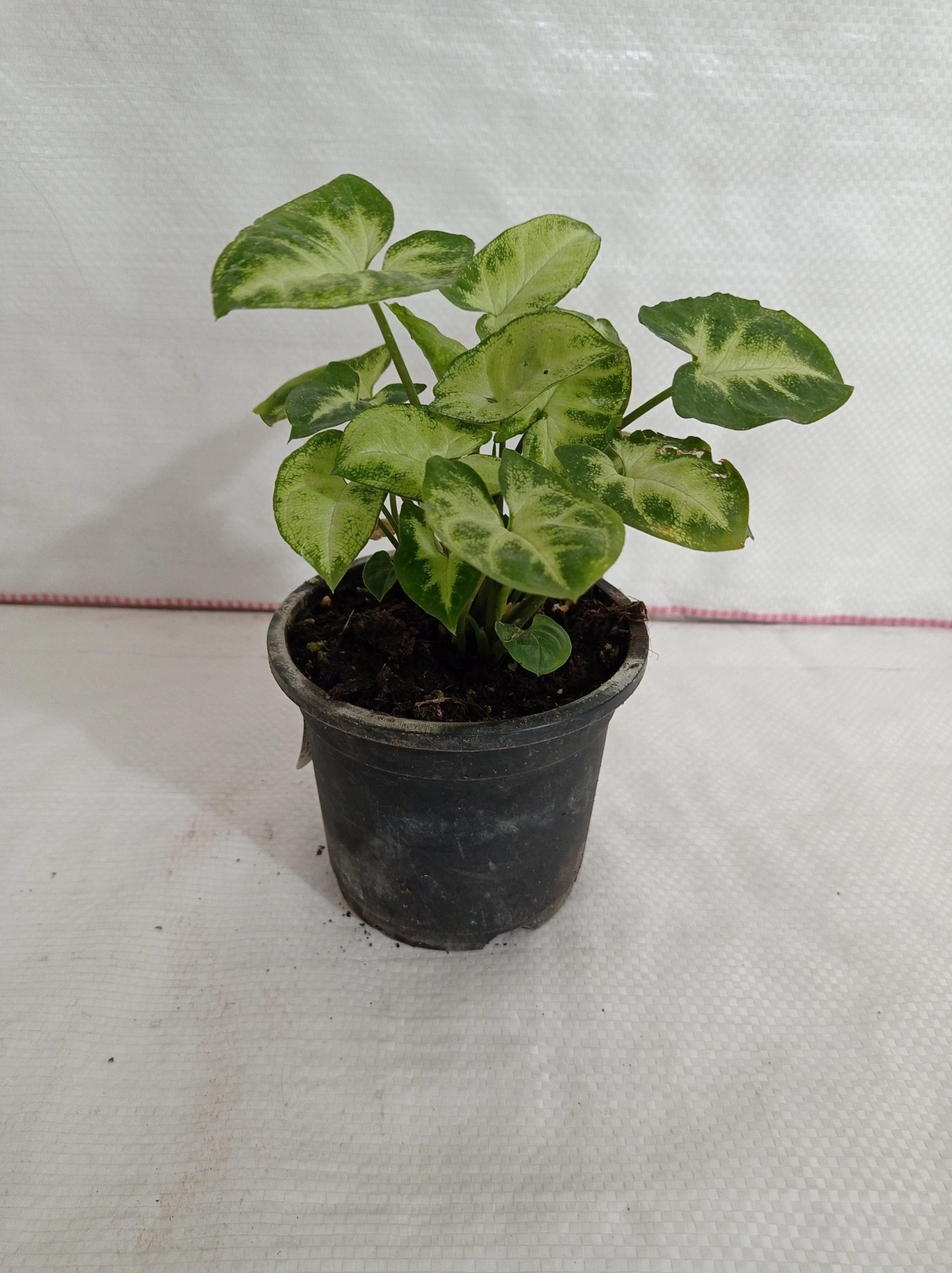 CGASPL Syngonium Green White Color Plant Plants 4 CGASPL Syngonium Green White Color Plant Plants
