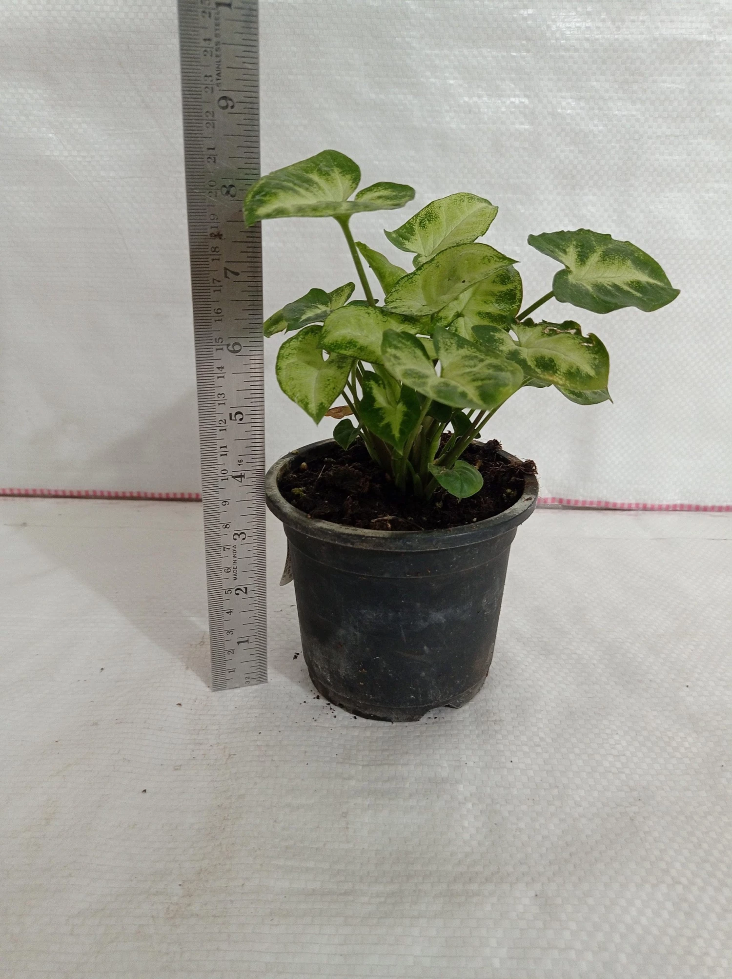 CGASPL Syngonium Green White Color Plant Plants 5 CGASPL Syngonium Green White Color Plant Plants