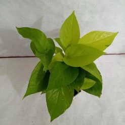 CGASPL 3 Indoor Plant Pack - Areca Palm ,Anthurium ,Golden Money Plant