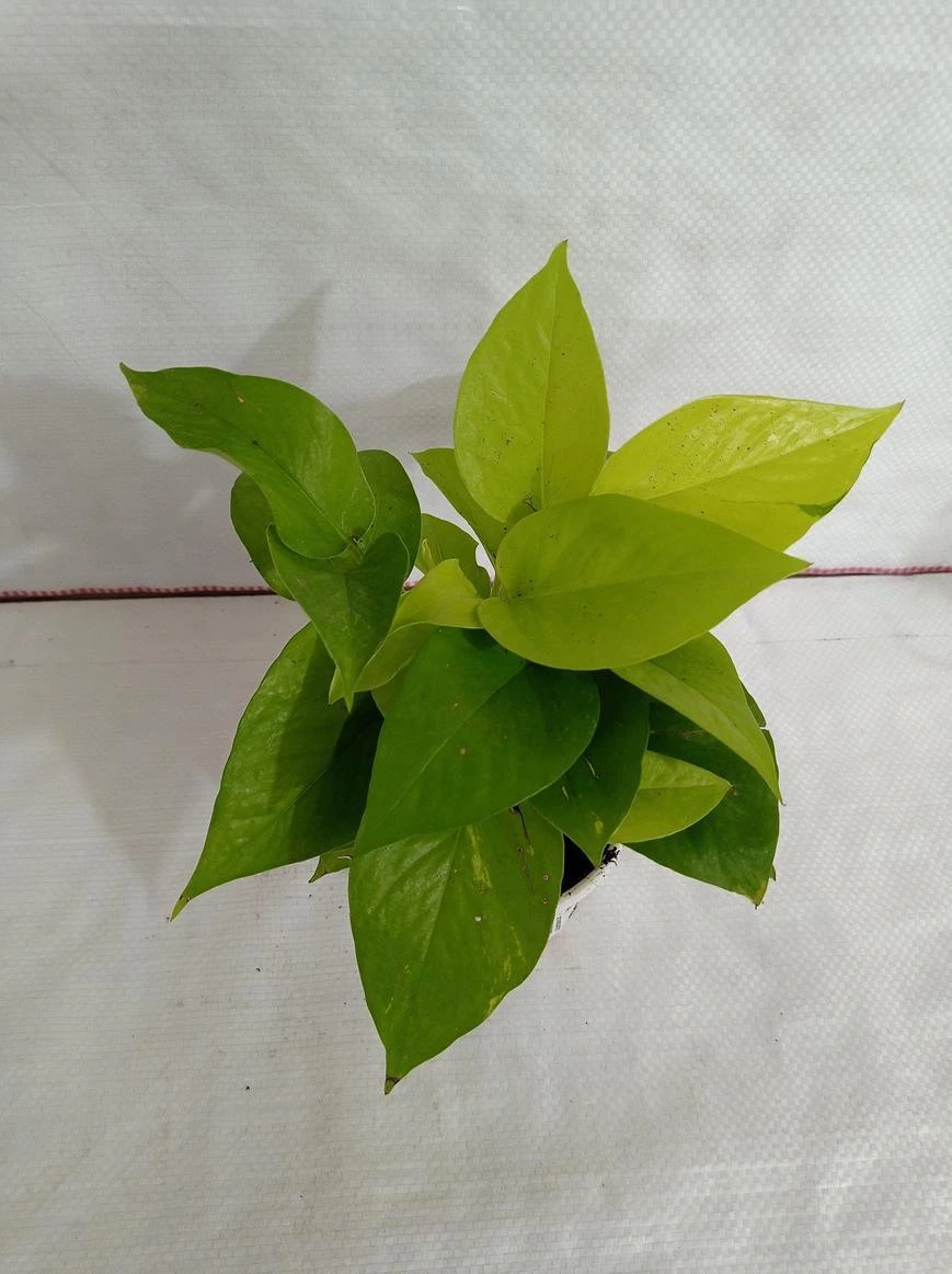 CGASPL 5 Indoor Plant Pack - Areca Palm, Fiscus Elastic Rubber Plant, Peace Lily, Snake Plant, Golden Money Plant 8 CGASPL 5 Indoor Plant Pack - Areca Palm, Fiscus Elastic Rubber Plant, Peace Lily, Snake Plant, Golden Money Plant