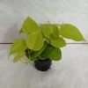 CGASPL Philodendron Scandens Golden Plant 2 CGASPL Philodendron Scandens Golden Plant