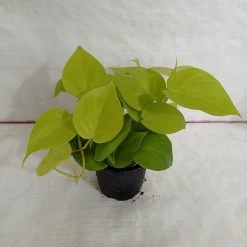 CGASPL Philodendron Scandens Golden Plant