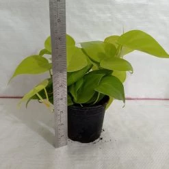 CGASPL Philodendron Scandens Golden Plant