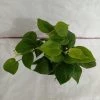 CGASPL Plants Philodendron Scandens Green Plant 1 CGASPL Plants Philodendron Scandens Green Plant