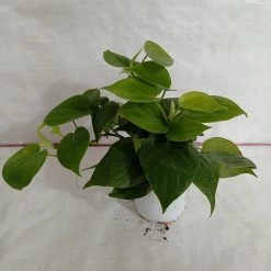 CGASPL Plants Philodendron Scandens Green Plant