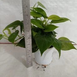 CGASPL Plants Philodendron Scandens Green Plant