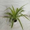 CGASPL Chlorophytum Bichetii Green Color Plant