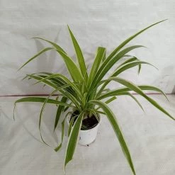 CGASPL Chlorophytum Bichetii Green Color Plant