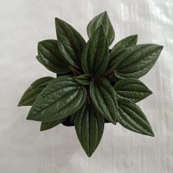 CGASPL Peperomia Caperata Rossa Plant Plants