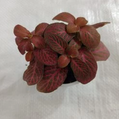 CGASPL Fittonia Red Cloud Plant