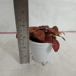 CGASPL Fittonia Red Cloud Plant