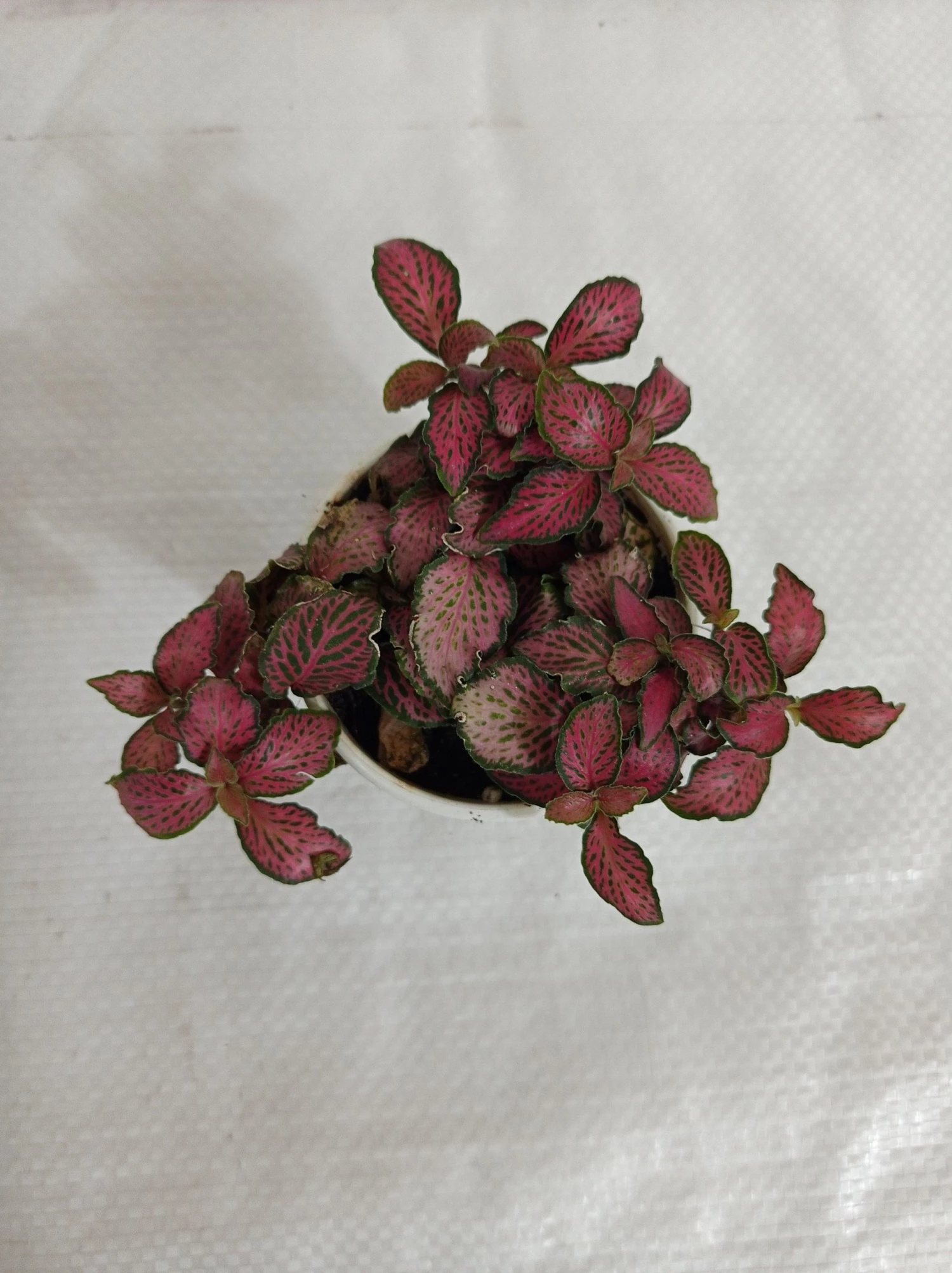 CGASPL Fittonia 'Jungle Flame' Red-Pink Plant 4 CGASPL Fittonia 'Jungle Flame' Red-Pink Plant