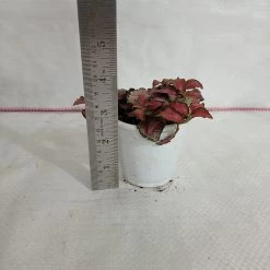 CGASPL Fittonia 'Jungle Flame' Red-Pink Plant 7 CGASPL Fittonia 'Jungle Flame' Red-Pink Plant