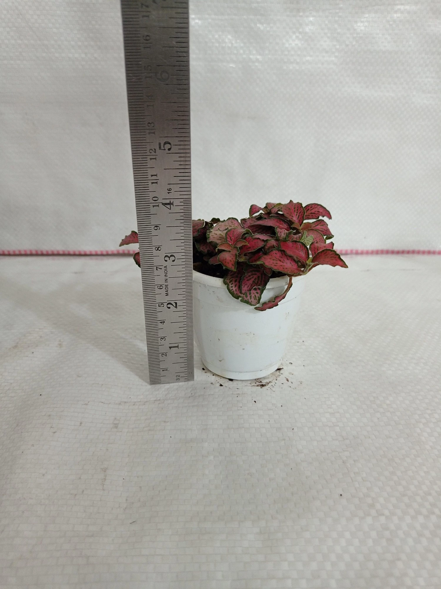 CGASPL Fittonia 'Jungle Flame' Red-Pink Plant 5 CGASPL Fittonia 'Jungle Flame' Red-Pink Plant