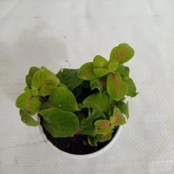 CGASPL Plants Fittonia 'Charlene' Green Plant