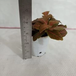 CGASPL Fittonia 'Joly Josan' Red Plant