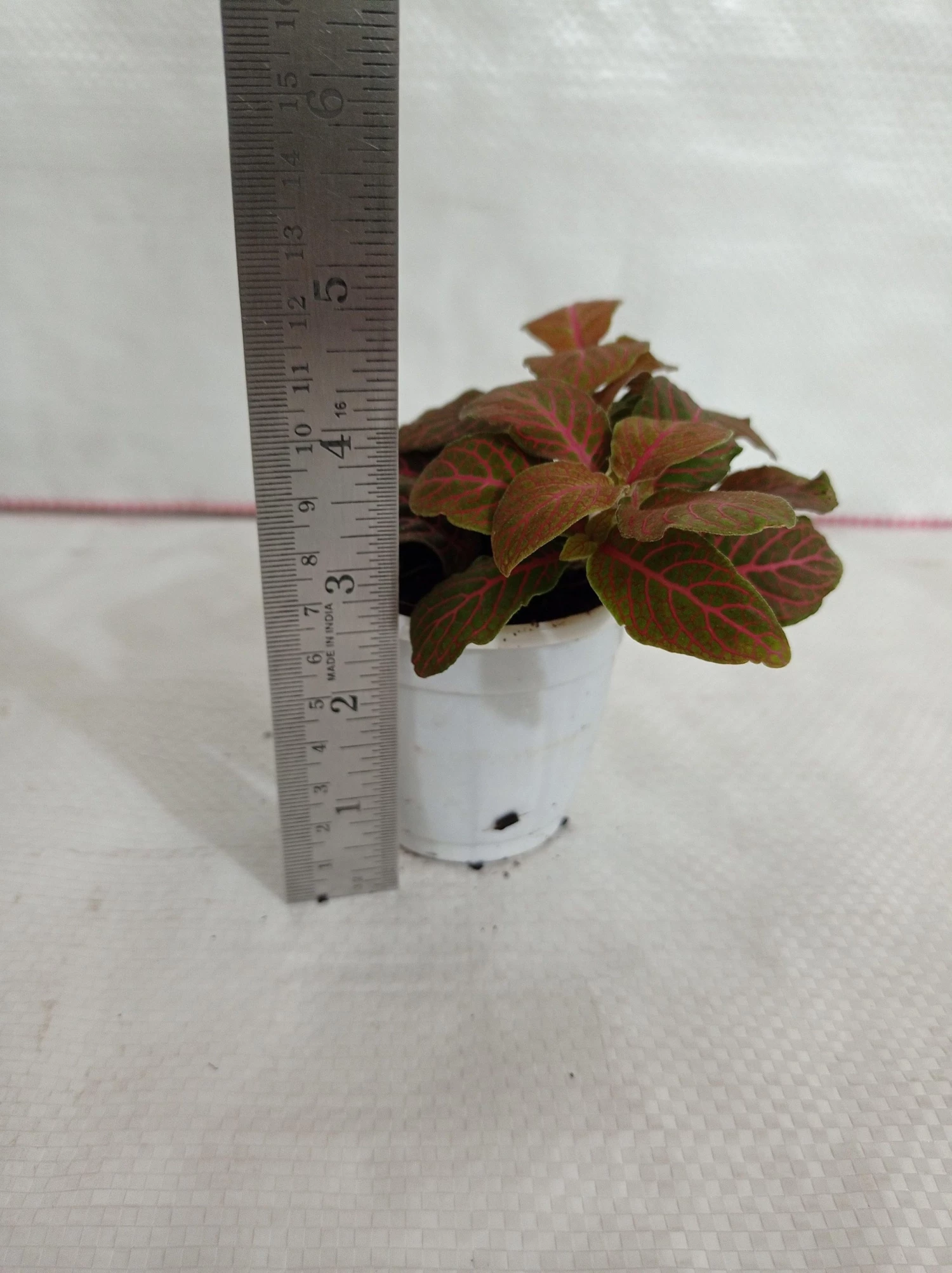 CGASPL Fittonia 'Joly Josan' Red Plant 4 CGASPL Fittonia 'Joly Josan' Red Plant